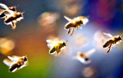 Бандеровские пчелы атакуют оккупантов
